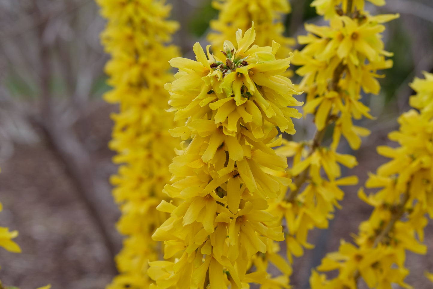 Forsythia Show Off™ PW®
