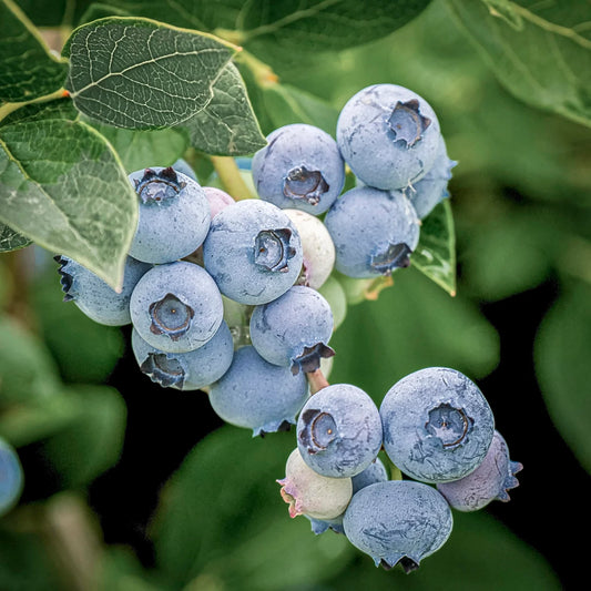 Blueberry 'Elliot'