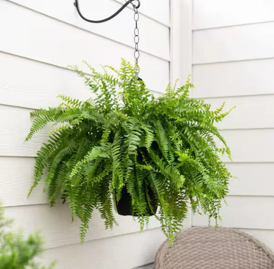 Boston Fern Hanging Basket