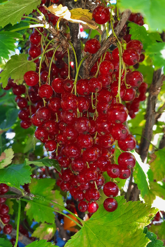 Currant 'Red Lake' (Red)