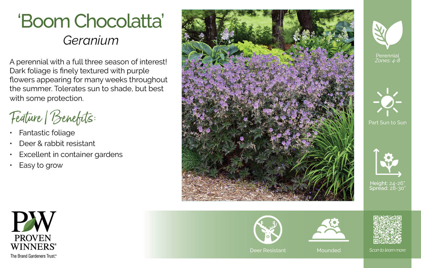 Geranium pratense 'Boom Chocolatta' PW®
