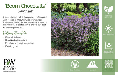 Geranium pratense 'Boom Chocolatta' PW®