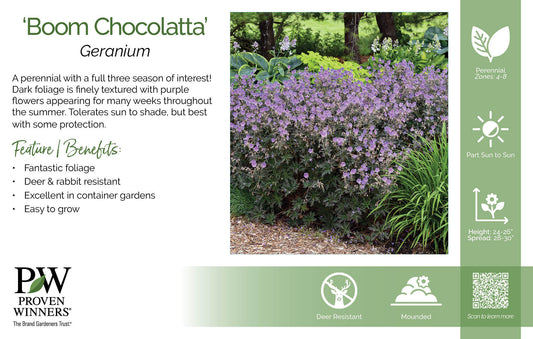 Geranium pratense 'Boom Chocolatta' PW®