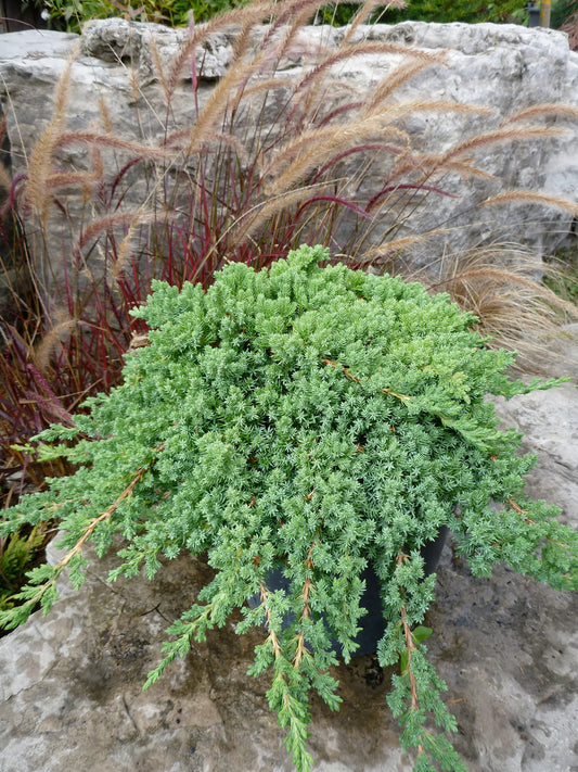 Nana Juniper