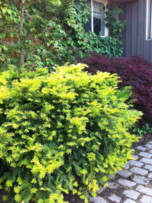 Sunburst Yew