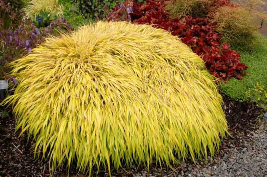 Hakonechloa macra 'All Gold'
