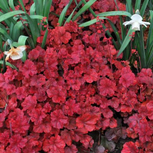 Heuchera Soda™ 'Cherry Cola'