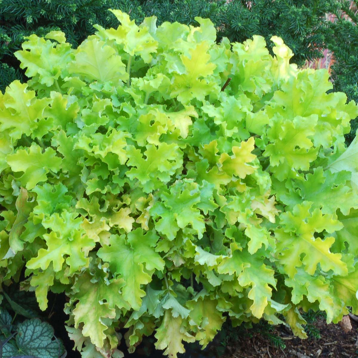 Heuchera Marmalade™ 'Lime Marmalade'