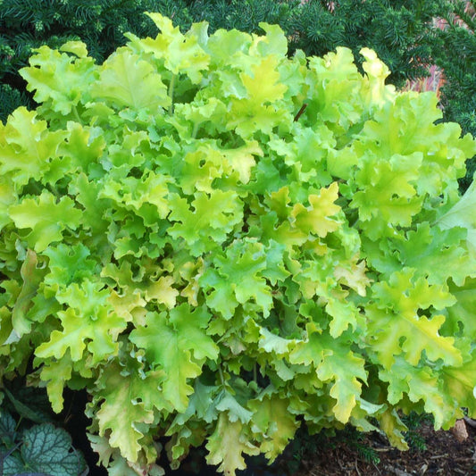 Heuchera Marmalade™ 'Lime Marmalade'