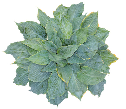 Hosta Shadowland® 'Diamond Lake' PW®