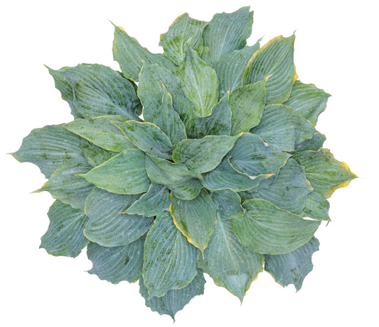 Hosta Shadowland® 'Diamond Lake' PW®
