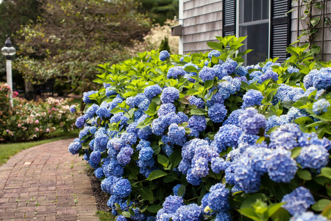 Hydrangea Endless Summer® The Original