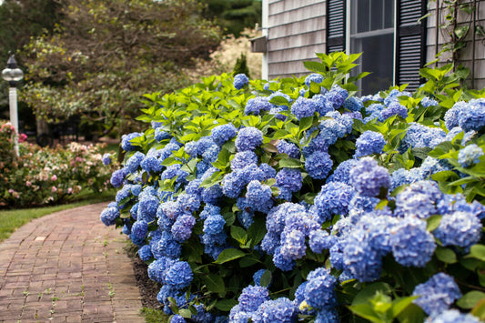 Hydrangea Endless Summer® The Original