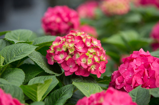 Hydrangea Endless Summer® Summer Crush