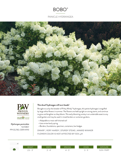 Hydrangea Bobo® PW®