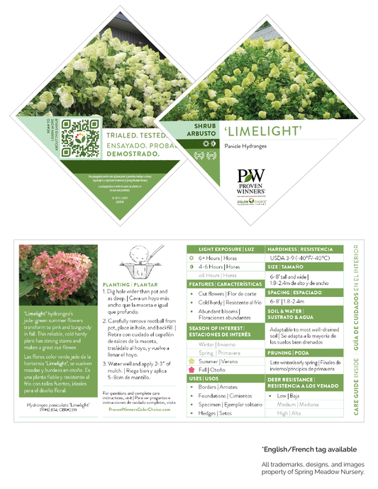 Hydrangea 'Limelight' PW®