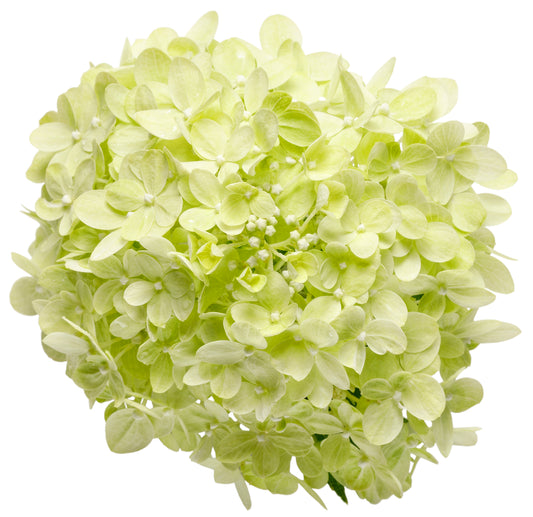Hydrangea Little Lime® PW®