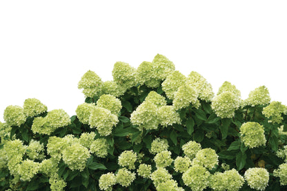 Hydrangea Little Lime® PW®