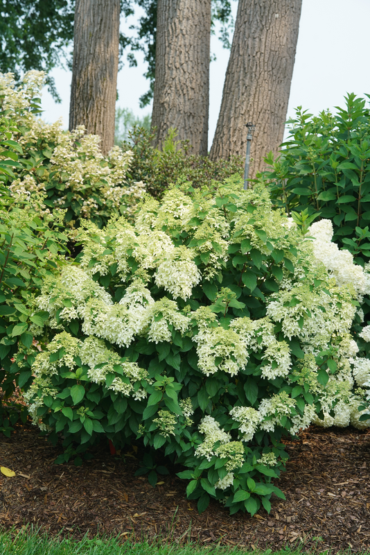 Hydrangea paniculata Quick Fire® PW®