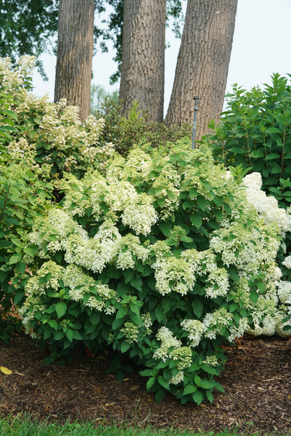 Hydrangea paniculata Quick Fire® PW®