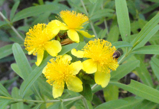 Kalm St. John's Wort