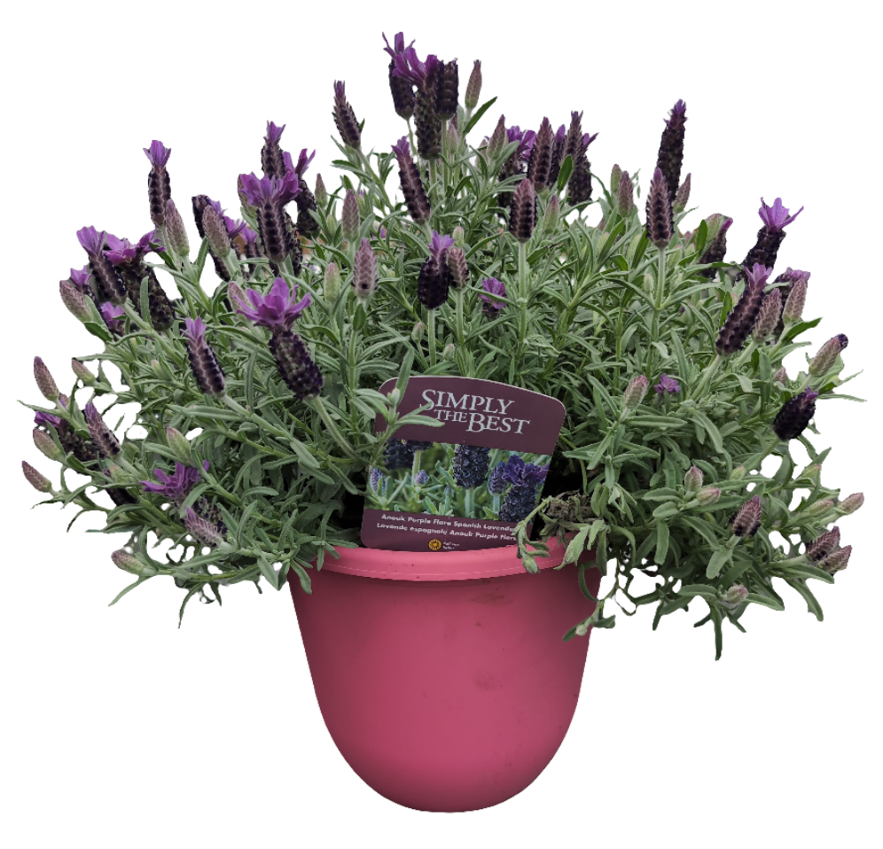 Lavender 'Anouk Purple Flare'