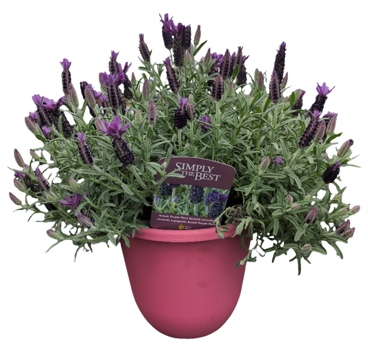Lavender 'Anouk Purple Flare'