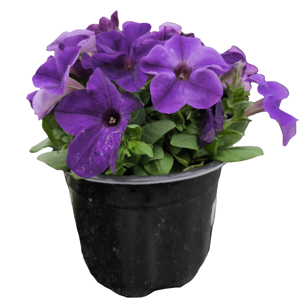 6" Pots