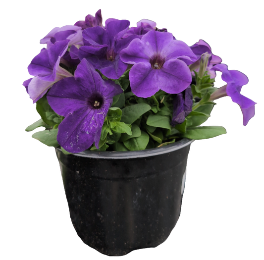 6" Pots