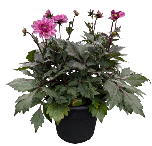 10" Patio Pot