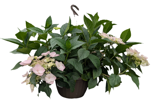 12" Hydrangea Hanging Basket
