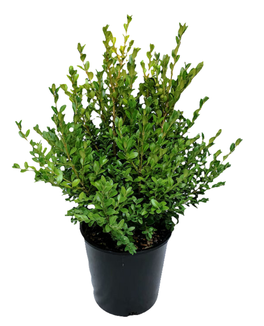 Green Mountain Boxwood