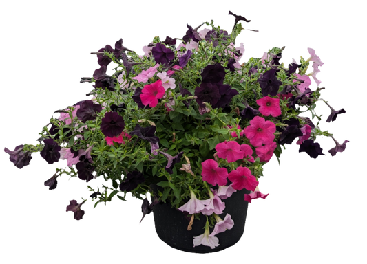 13" Planter