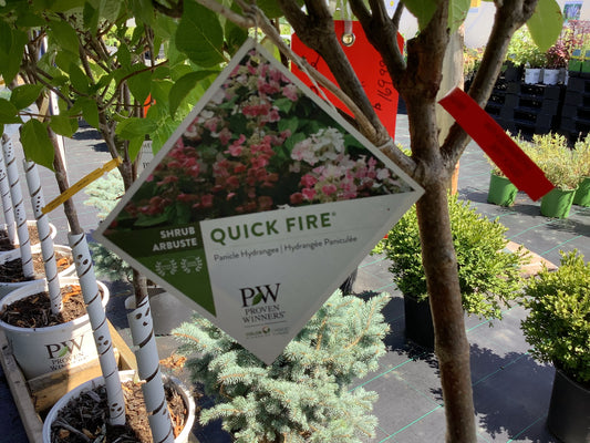 Hydrangea paniculata Quick Fire® PW®