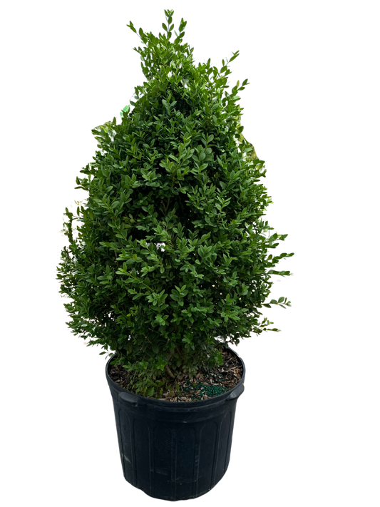Green Mountain Boxwood (Cone)