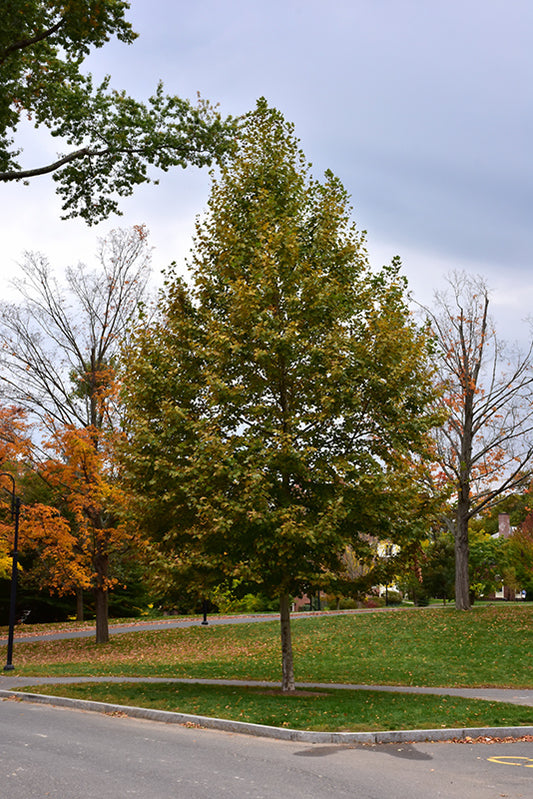Bloodgood London Plane Tree