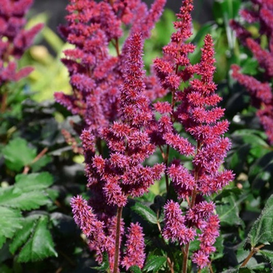 Astilbe chinensis 'Vision In Red'