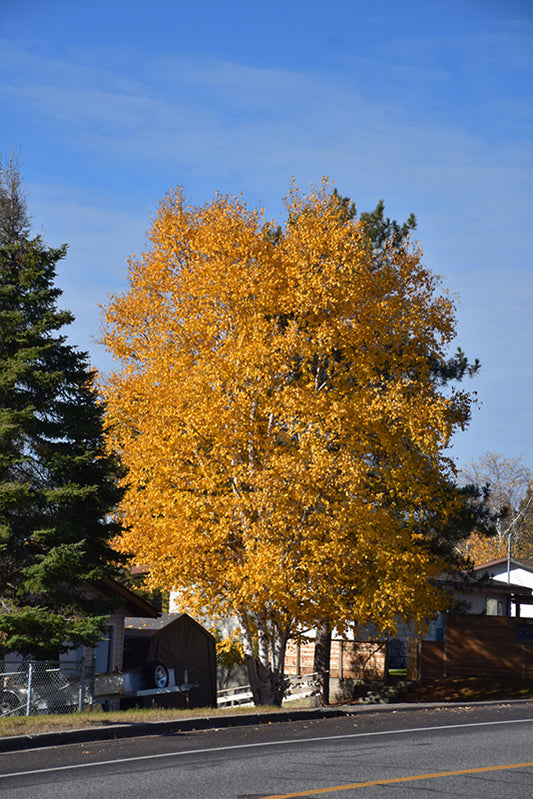 Clump Paper Birch