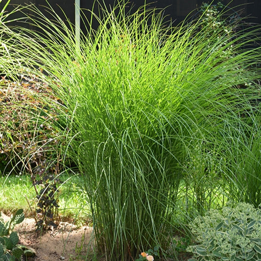Gracillimus Maiden Grass