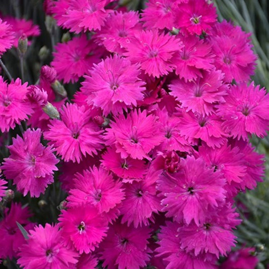 Dianthus Neon Star™