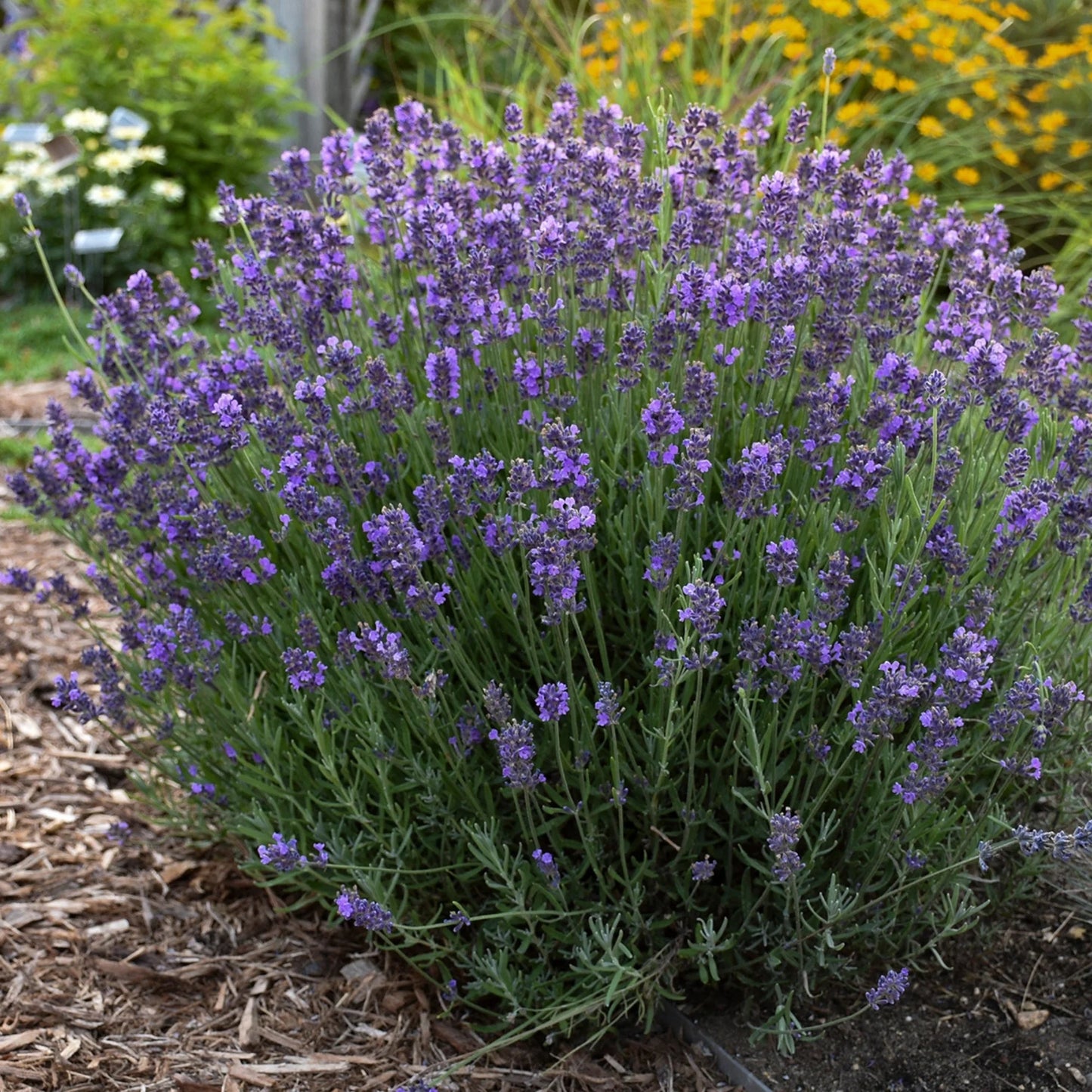 Lavender 'Hidcote'