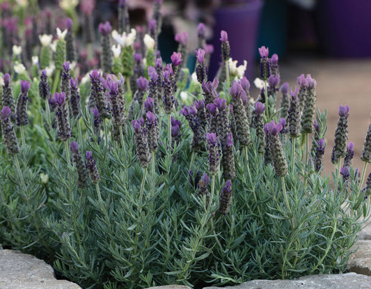 Lavender 'Anouk Deep Rose'