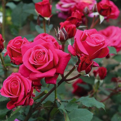 Lipstick Rose