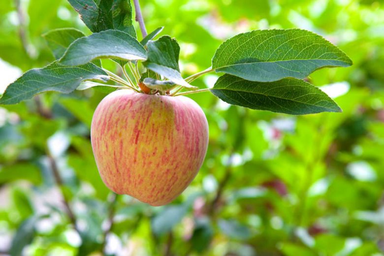 Apple 'Gravenstein' (Semi-Dwarf) Tree