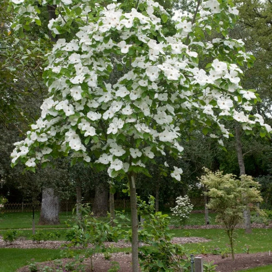 White Wonder Flowering Dogwood