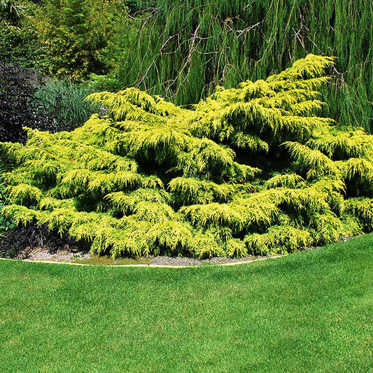 Old Gold Juniper