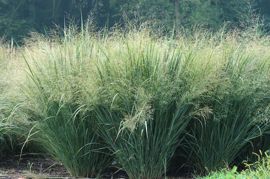 Switchgrass ‘Heavy Metal’