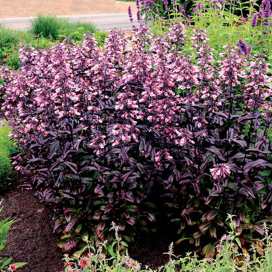 Penstemon Dakota™ Burgundy