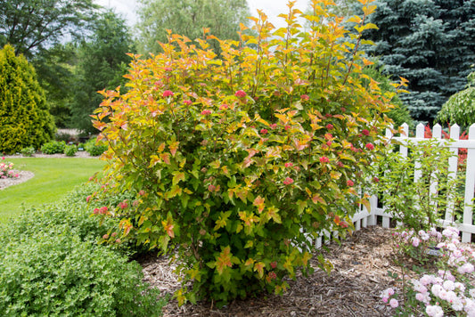 Amber Jubilee™ Ninebark