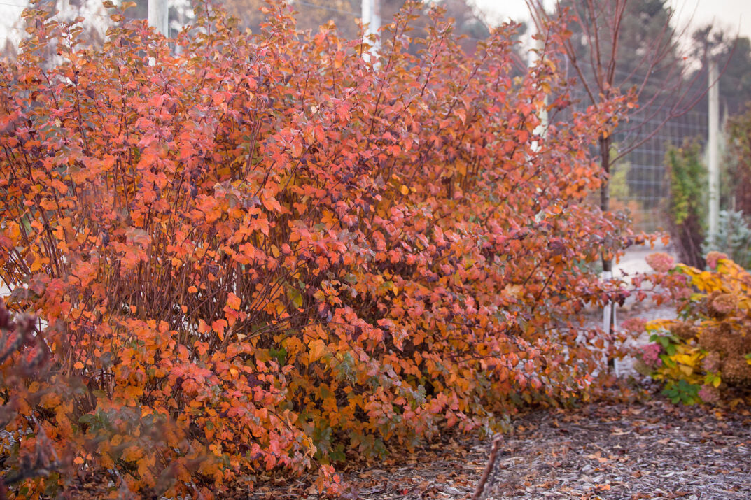 Amber Jubilee™ Ninebark